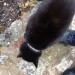 Black and white cat found in Mahon/Blackrock area