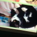 Black and white short haired male neutered cat