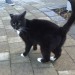 Black and white cat found in Blackrock area