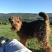 Male Welsh Terrier Lost in Waterford