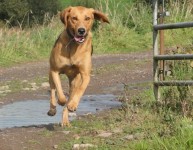 Male hound (harrier)