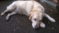 golden lab (i think) found in ballinlough/blackrock part of cork city