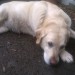 golden lab (i think) found in ballinlough/blackrock part of cork city