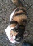 Half tortie or calico and white female super-friendly skibbereen