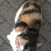 Half tortie or calico and white female super-friendly skibbereen