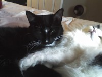 b/w female cat lost in blackrock,cork