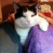 Black and white cat missing from Halfway Cork area