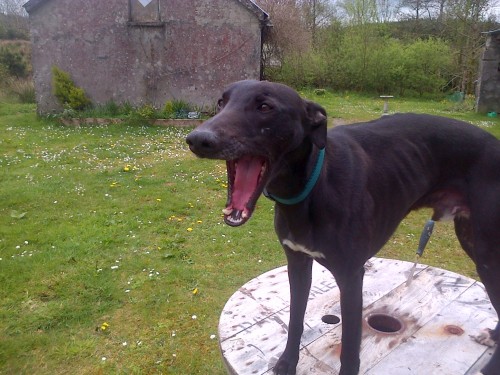 lost black whippet/greyhound near tulla co clare - Munster ...