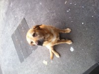 FOUND Male Golden Labrador Rochestown