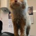 Ginger male neutered cat found in Grange, Douglas