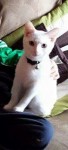 Pure white male cat lost in killavullen village. Mallow