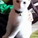 Pure white male cat lost in killavullen village. Mallow
