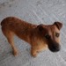 Male Terrier 1yr old found in Caherconlish Co Limerick