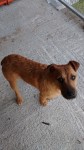Male Terrier 1yr old found in Caherconlish Co Limerick