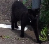 found black 6 month kitten on old blackrock road