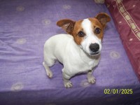 Lost male dog !!! Tołdi jack russell CARLOW