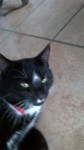 Black cat lost in bishopstown