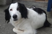 Glenbeigh area lost two dogs, black & white both