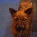 Found terrier cross Bantry town