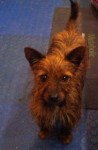 Found terrier cross Bantry town