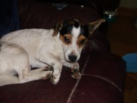 Male Jack Russell found in Drinagh