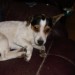 Male Jack Russell found in Drinagh
