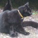 Black Cat, Yellow Collar