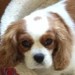 Female King Charles Spaniel