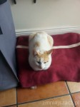 Found male white and ginger cat 3days ago in Kilbrittain