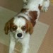 male king charles spaniel