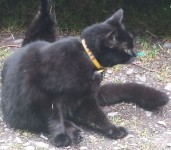 Black Cat, Yellow Collar