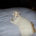 Still Missing tailless white ginger male Bantry to Bandon