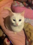 Female white cat lost Wilton