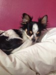 Lost Male Black and white Chihuahua