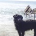 Female Sheepdog and Black Terrier Cross lost in Dunmanway