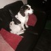 Found female spaniel x Macroom