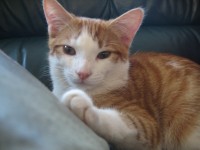 Ginger and white male cat lost in Classes Lake, Ballincollig