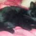 Small black Cat lost in Waterford