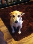 Male jack russell terrier lost in waterfall Cork