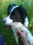 White and black collie lost near Rosscarbery