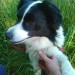 White and black collie lost near Rosscarbery
