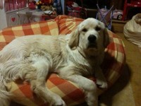 Lost male golden retriever still missing since December 2012