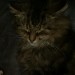 Female, longhaired tabby cat,lost in Tower.