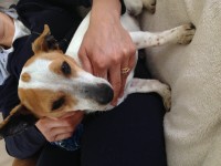 Found Male jack russell In ardnacrusha/Blackwater co clare