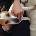 Found Male jack russell In ardnacrusha/Blackwater co clare