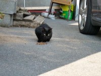 Black male cat found in Youghal