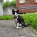 Young, black and white cat Carrigtwohill