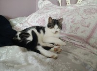Female white and tabby lost in Lemybrien