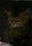 Female, longhaired tabby cat,lost in Tower.