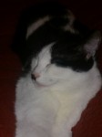 Black and White Cat lost in Carrigaline